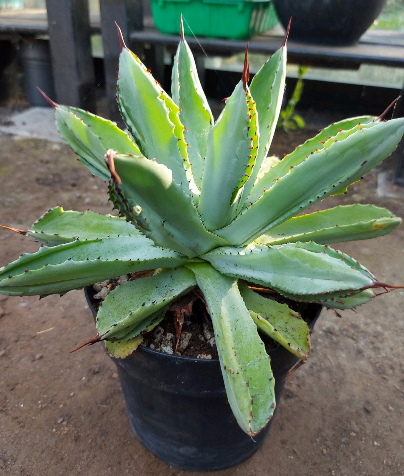 Grote Agave Potatorum Cubic, Ophalen of Verzenden, Vaste plant, Overige soorten, Halfschaduw