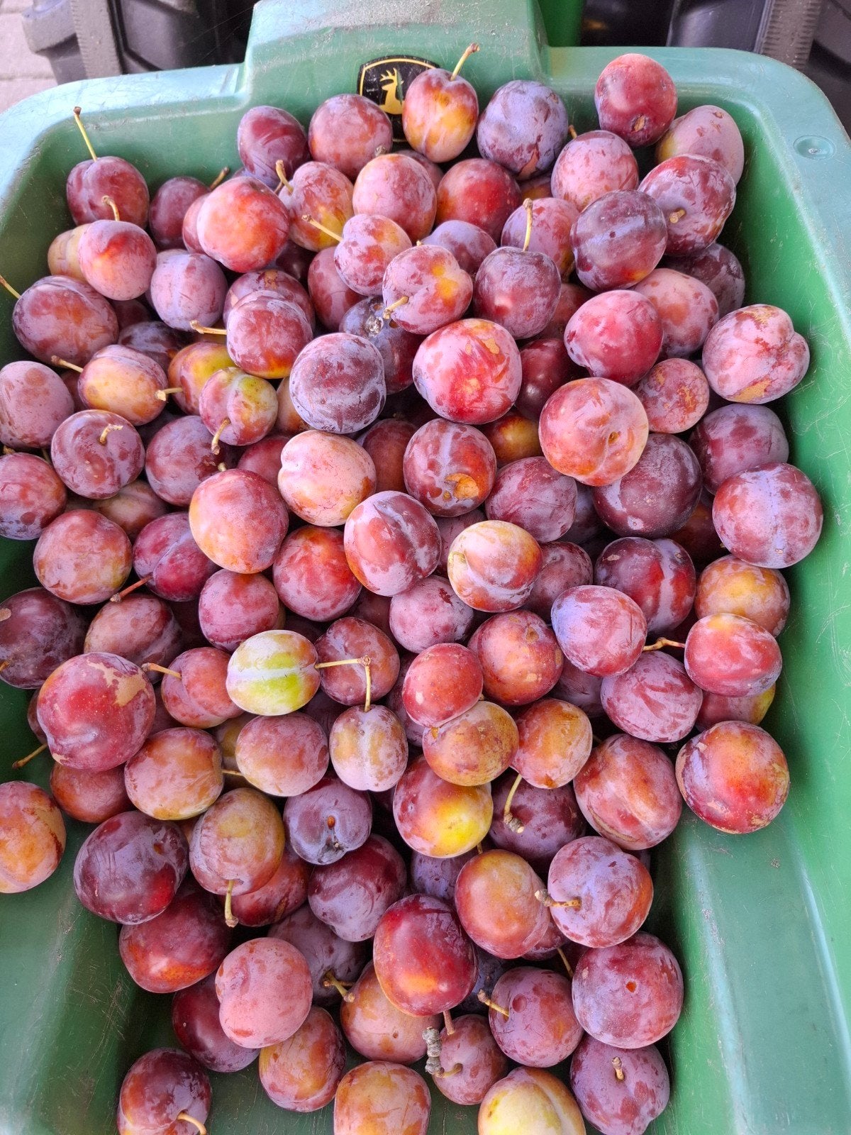 Onbespoten Popal pruimen, Ophalen, Minder dan 100 cm, Lente