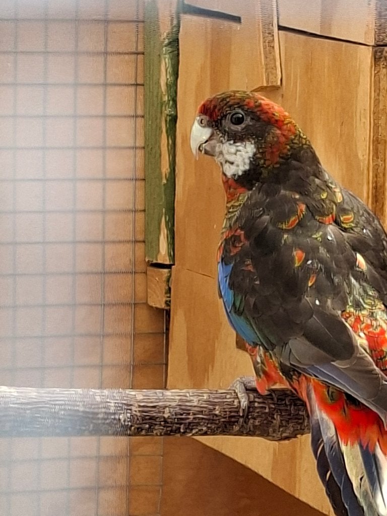Rosella pop, Dieren en Toebehoren, Vogels | Parkieten en Papegaaien, Vrouwelijk, Parkiet, Geringd