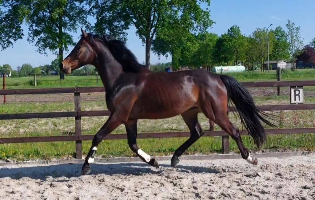3 jr ruin uit goede dressuurstam, Dieren en Toebehoren, Paarden, Met stamboom, Ruin, Dressuurpaard, 3 tot 6 jaar