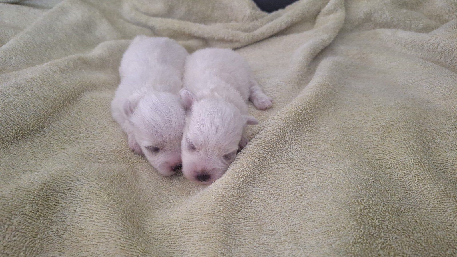 Maltezer leeuwtjes. Pups. Rasecht. Vader en moeder aanwezig, Meerdere dieren, Gechipt
