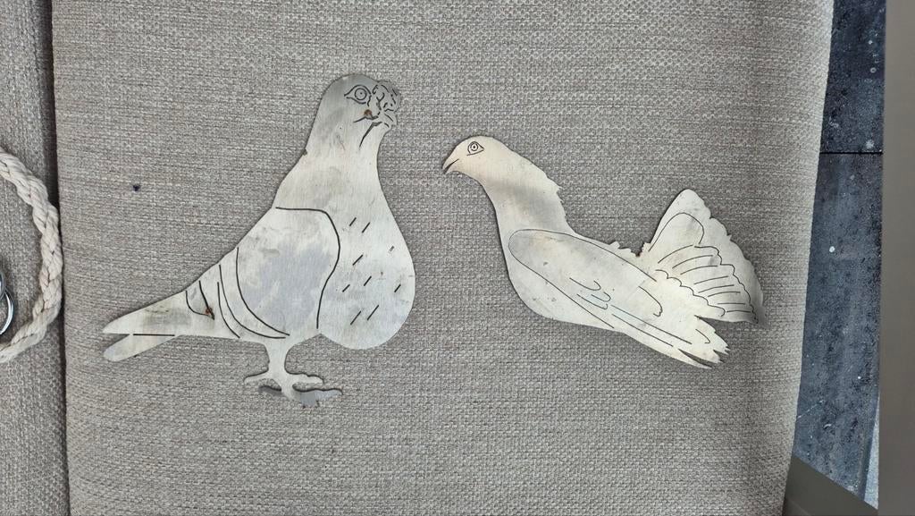 Spaanse kroppers rvs, Dieren en Toebehoren, Vogels | Duiven, Mannelijk