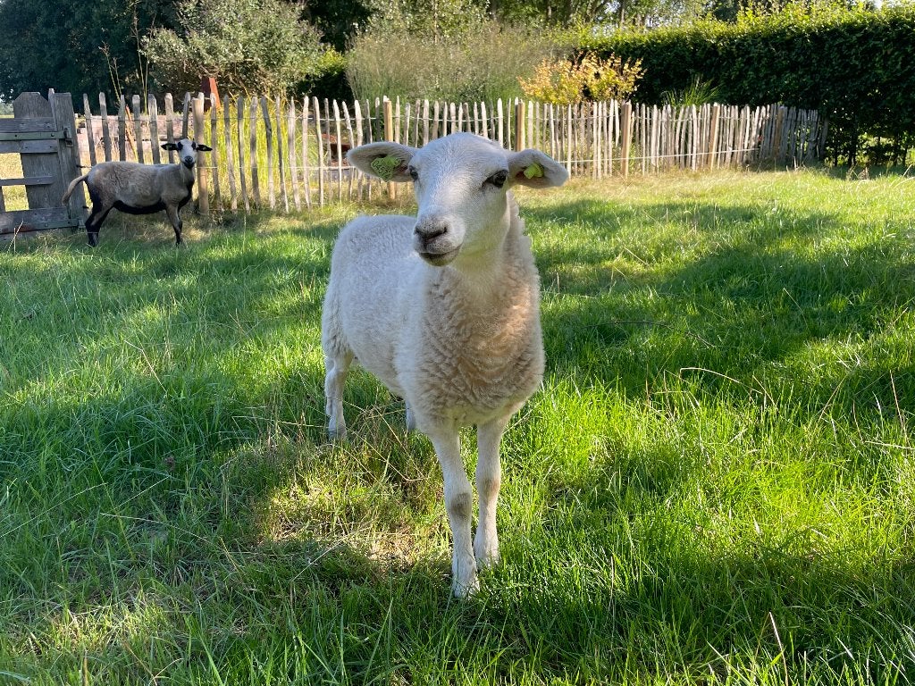 Ooi lam, Dieren en Toebehoren, Vrouwelijk, Schaap, 0 tot 2 jaar