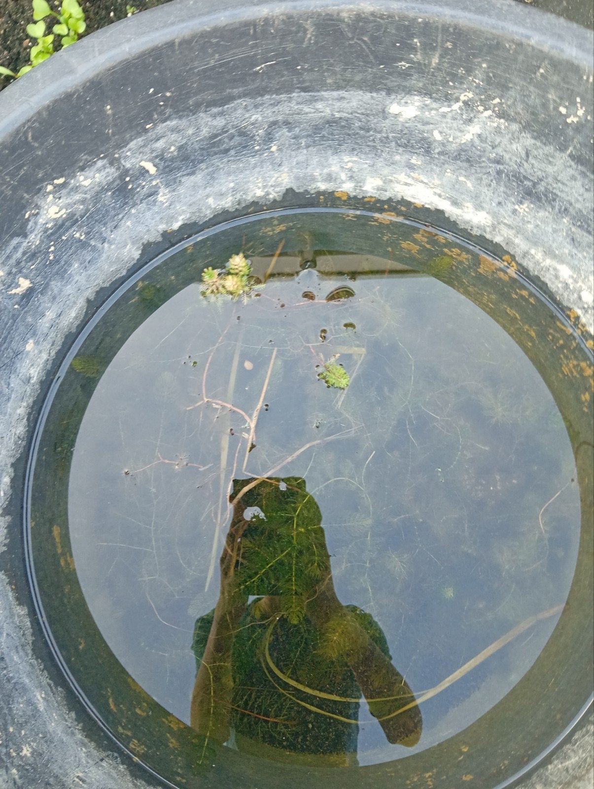 waterplanten te koop, Ophalen of Verzenden