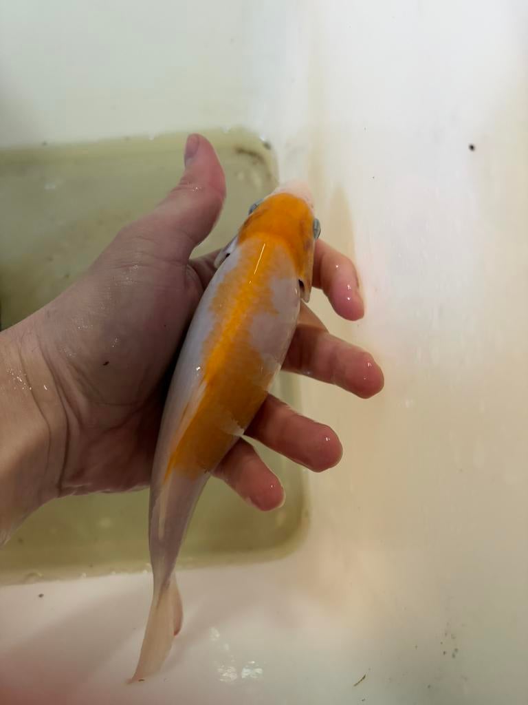 Koi karper | Kohaku | 25 CM, Karper of Koi