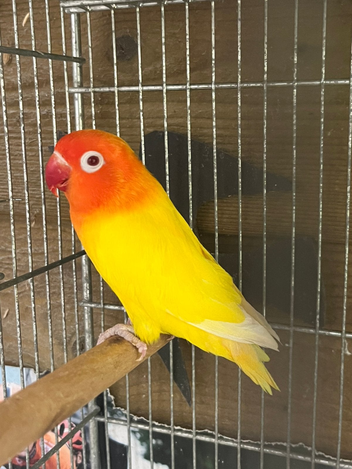 Fischeri Lutino Opaline 2026 Man Geringd., Mannelijk, Dwergpapegaai of Agapornis, Geringd
