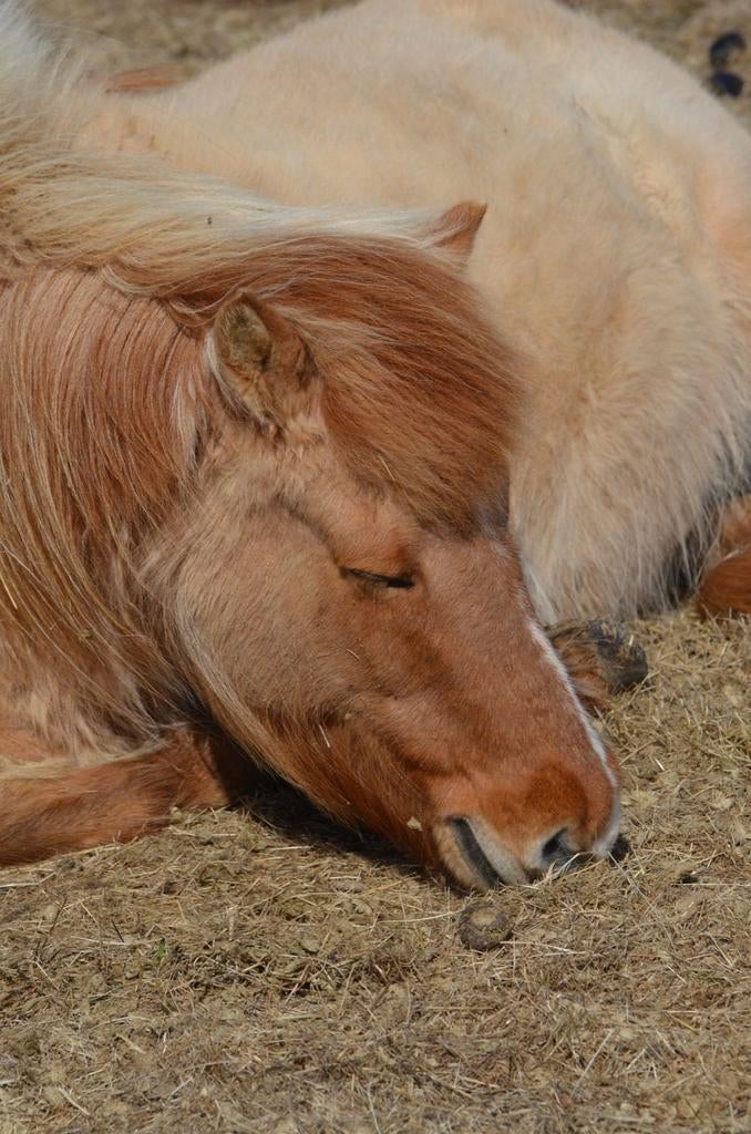 Paardenrusthuis NIEUW, Dieren en Toebehoren, Stalling en Weidegang