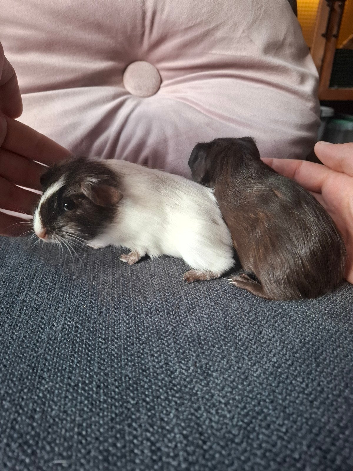 Twee cavia beertjes, Juni, Mannelijk, Cavia