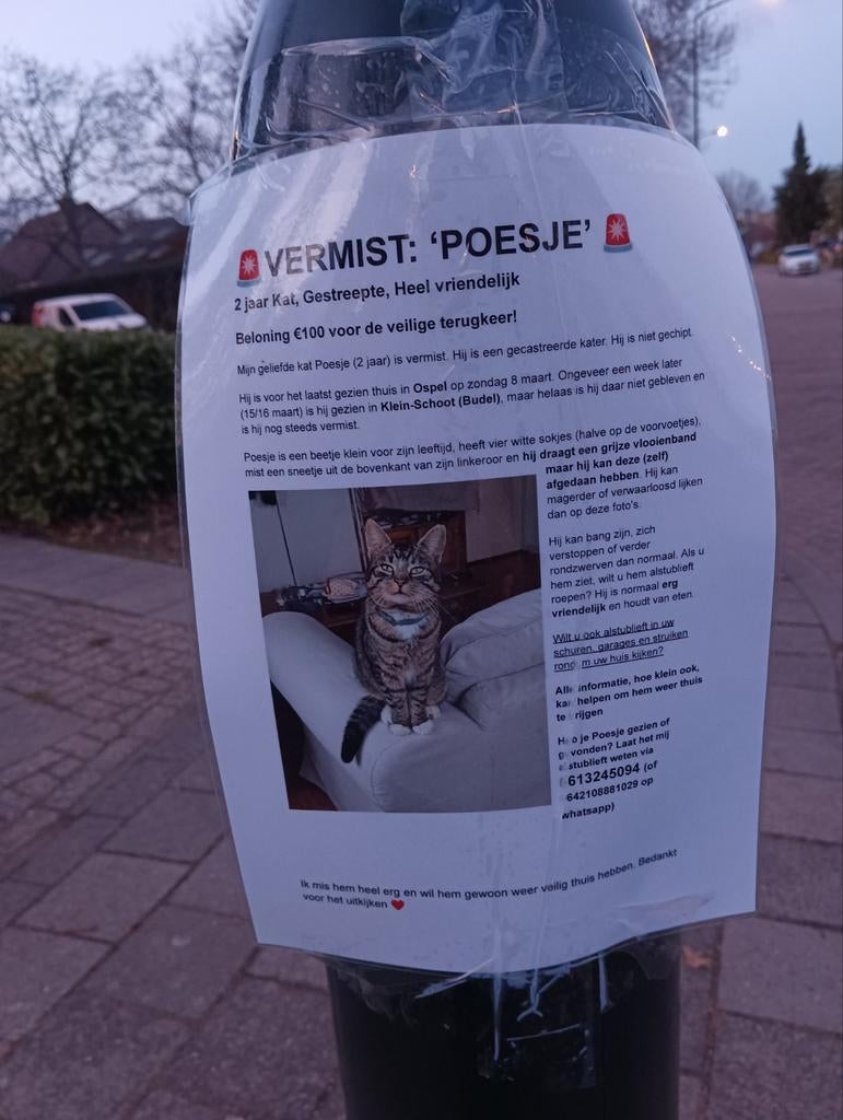 Vermist Poesje!, Kat