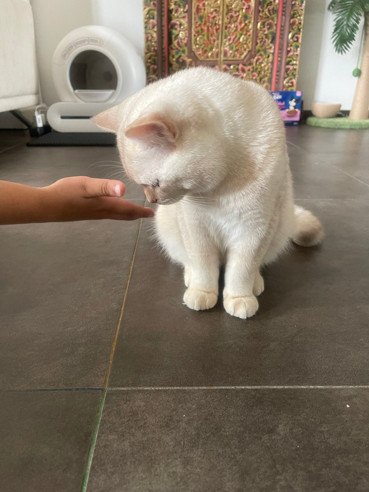 British shorthair 6 maanden oud, Kater