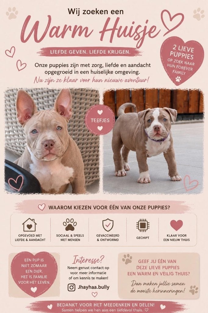 American Bully puppies Nog 2 over!!!!!, Dieren en Toebehoren, Honden | Bulldogs, Pinschers en Molossers, Nederland, Overige rassen