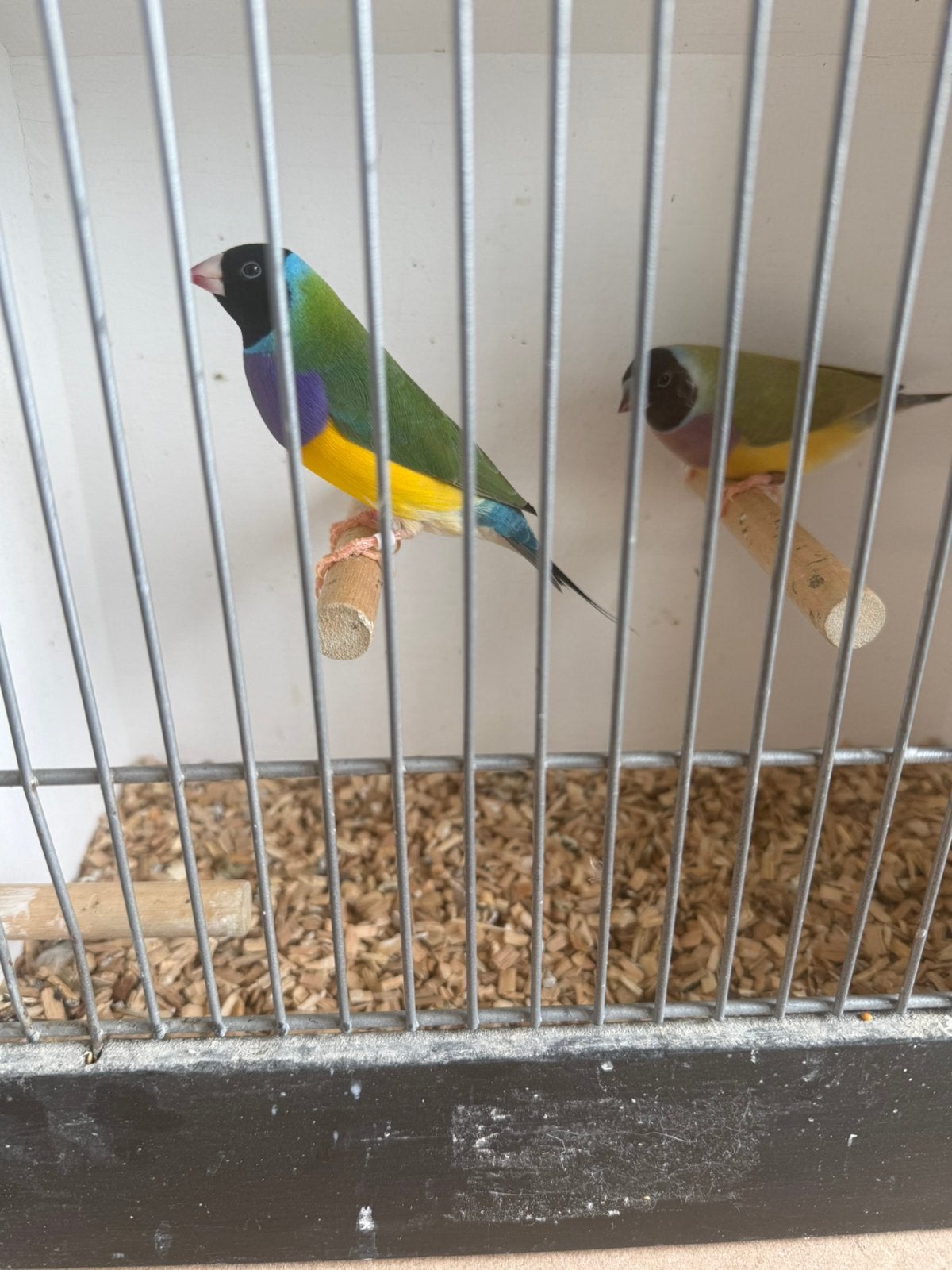 2 koppels goulds, Meerdere dieren