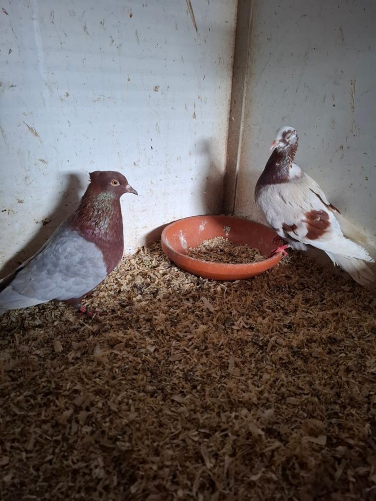 Koppel vinkduiven, Dieren en Toebehoren, Meerdere dieren, Overige soorten