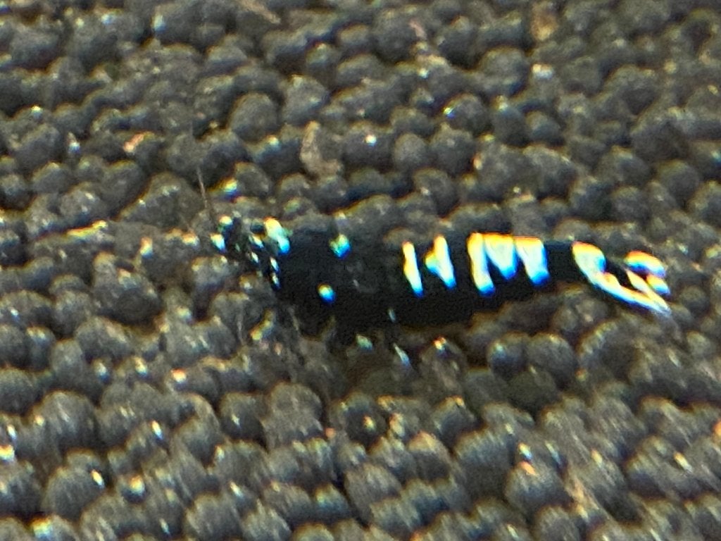 Black Pinto multistripe OE (orange eyes), Tawian Bee OE, Dieren en Toebehoren, Kreeft, Krab of Garnaal, Zoetwatervis