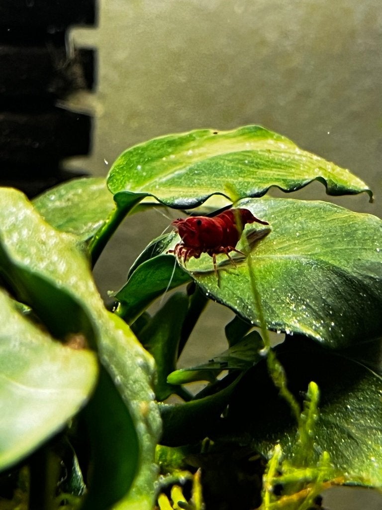 Neocaridina Red Sakura Siergarnaal, Kreeft, Krab of Garnaal, Zoetwatervis