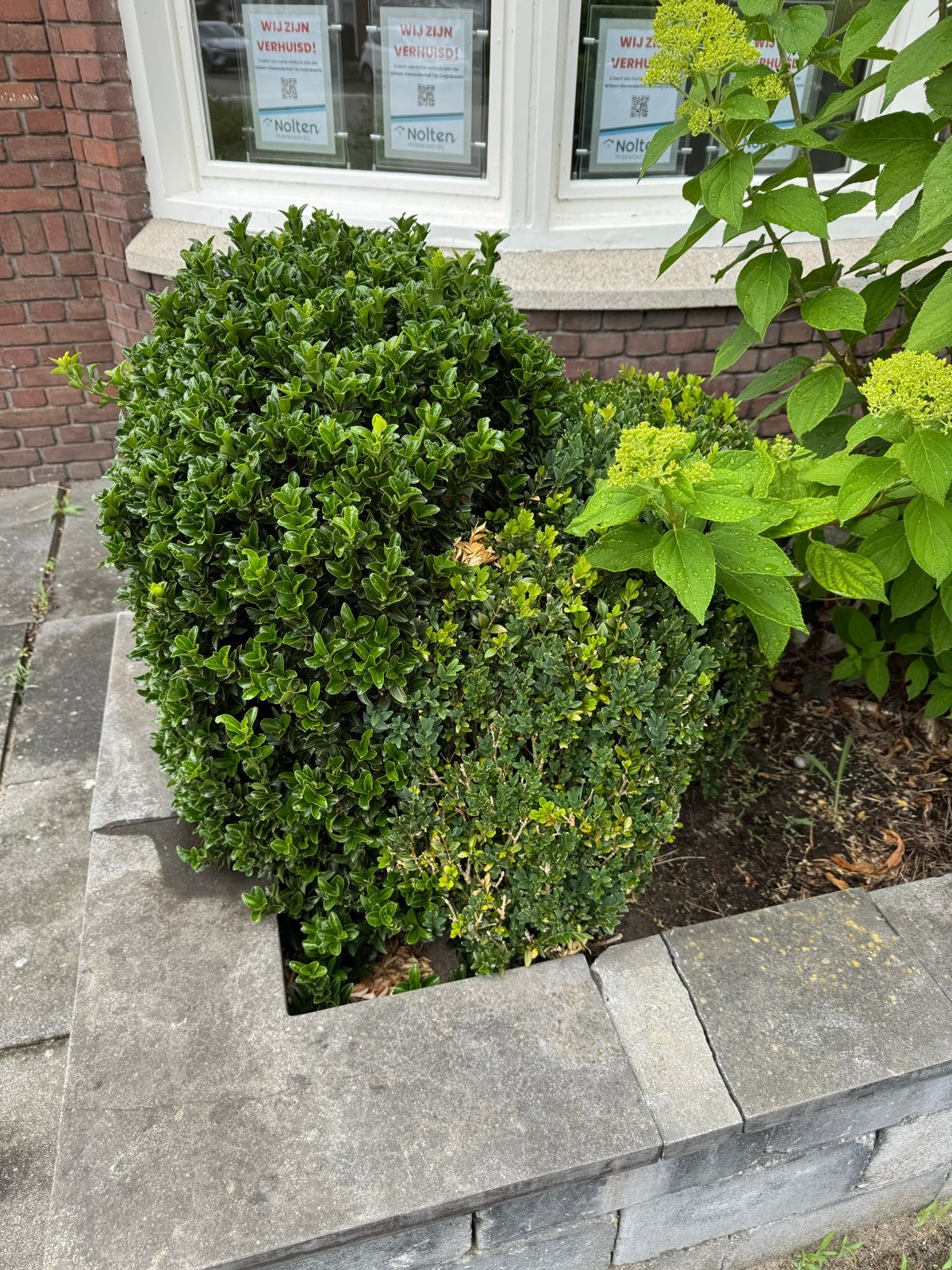Gratis af te halen: 8 vaste tuinplanten in Zwijndrecht, Tuin en Terras, Planten | Tuinplanten, Overige soorten, Vaste plant, Ophalen of Verzenden