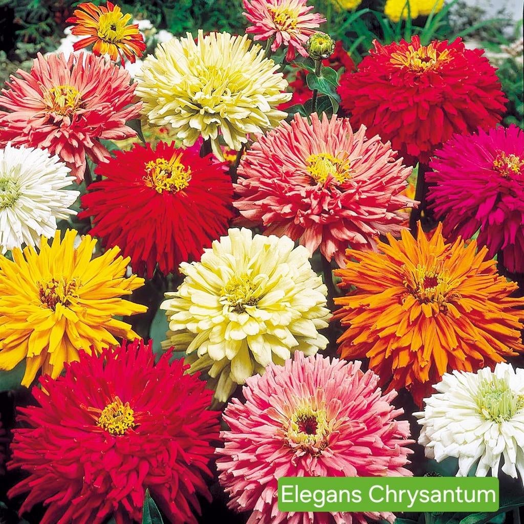 Zinnia - Elegans Chrysantum, Ophalen of Verzenden, Voorjaar, Volle zon, Zaad