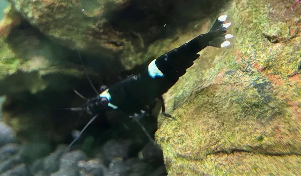 Black King Kong caridina, Dieren en Toebehoren, Vissen | Aquariumvissen, Kreeft, Krab of Garnaal