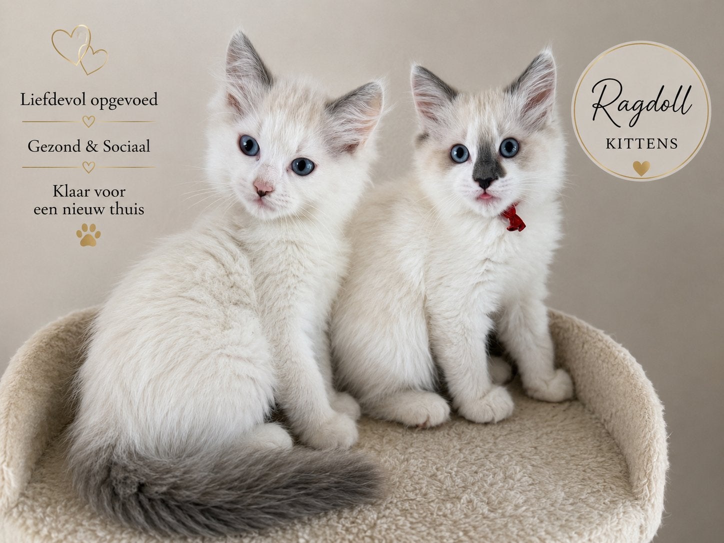 Ragdoll kittens, laatste 2 broer&zus direct beschikbaar!!!, Meerdere dieren, Ontwormd