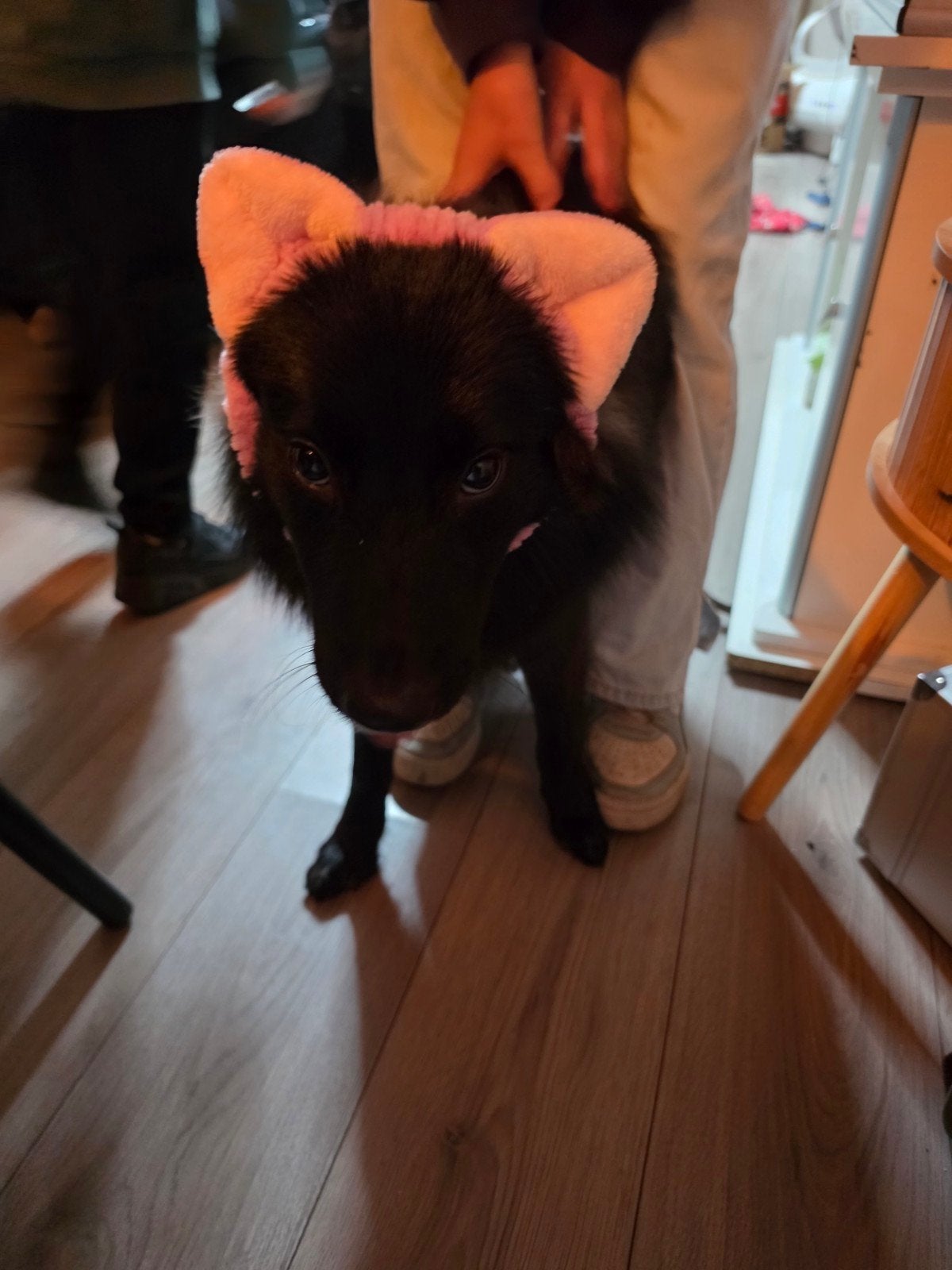 pup 9 maanden, Dieren en Toebehoren, 15 weken tot 1 jaar, Overige rassen, Teef, Eén hond