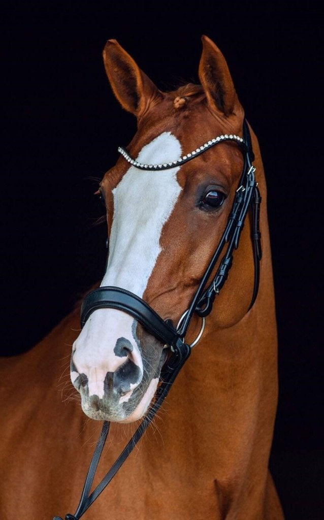 Horze Positano Hannover Anatomisch Hoofdstel maat Cob, Dieren en Toebehoren, Paarden en Pony's | Hoofdstellen en Tuigage, Dressuur