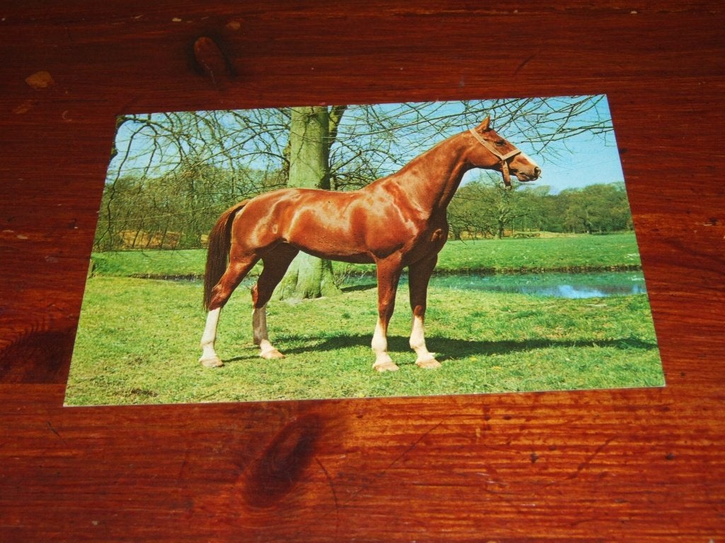 A137- Oude ansichtkaart: Paard in de wei, Nederland, Verzenden, 1960 tot 1980, Gelopen, Paard