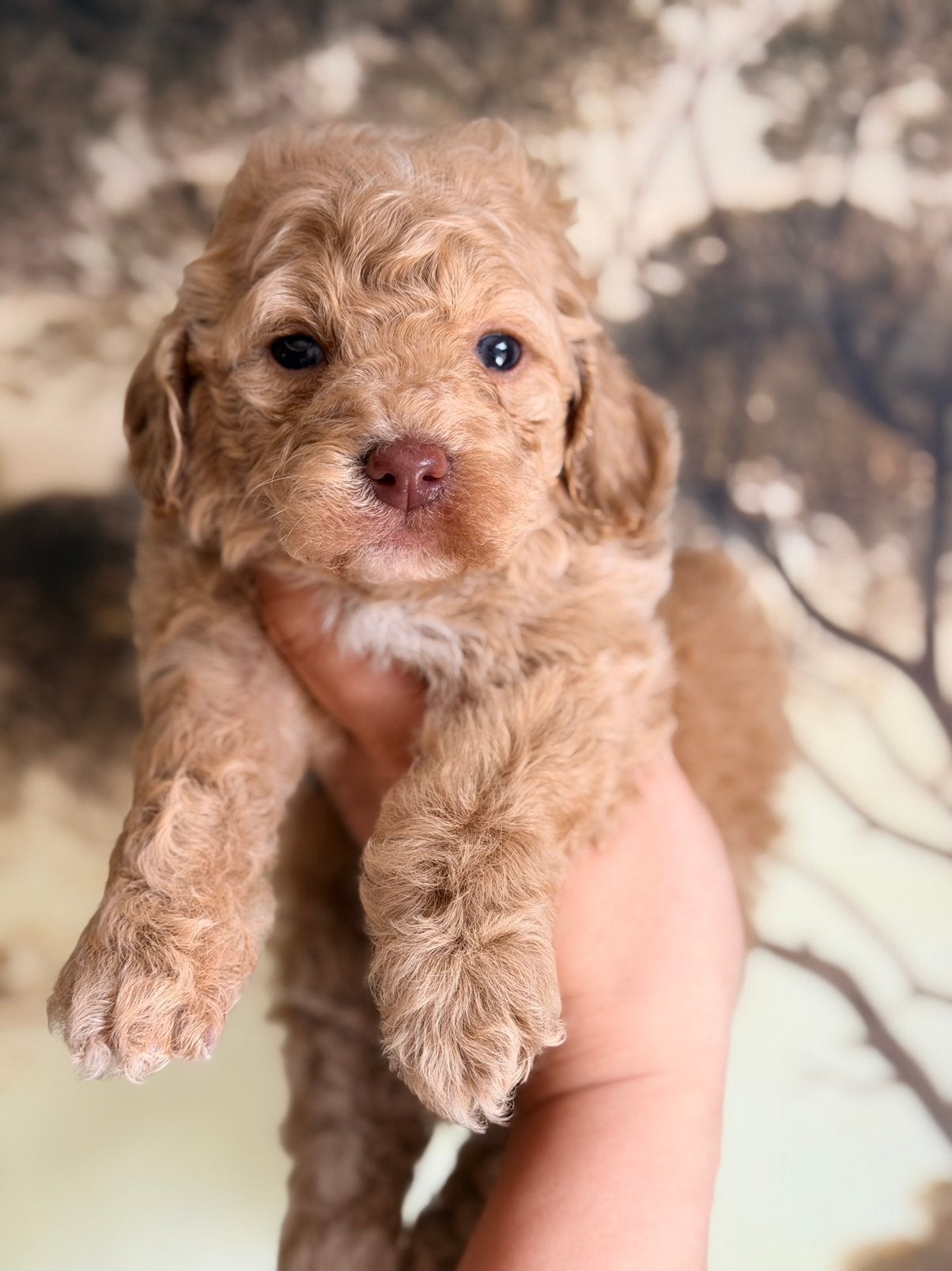 Prachtige mini labradoodle pups te koop!, Dieren en Toebehoren, Parvo, Overige rassen, 8 tot 15 weken, Meerdere
