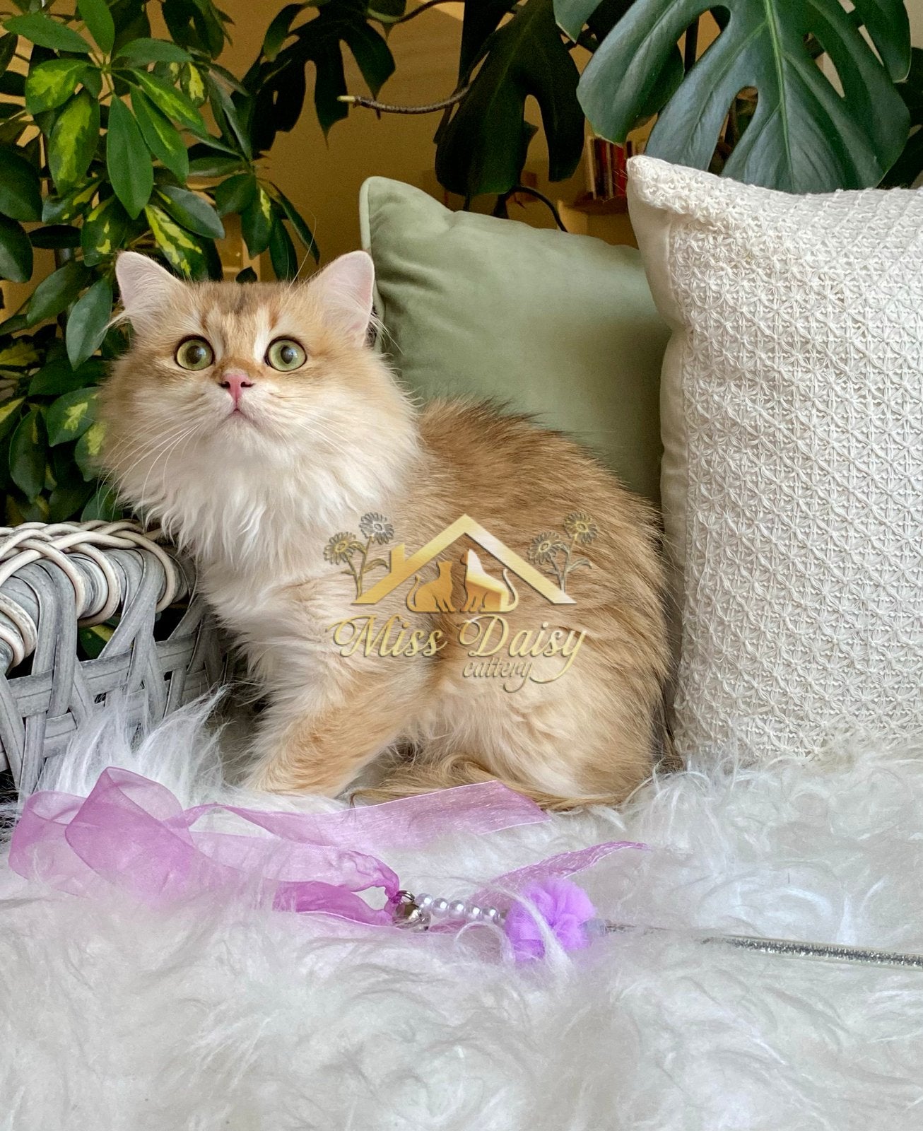 🦊🧡Prachtige raszuivere Brits Langhaar kater, Dieren en Toebehoren, Katten en Kittens | Raskatten | Langhaar, Kater, Met stamboom