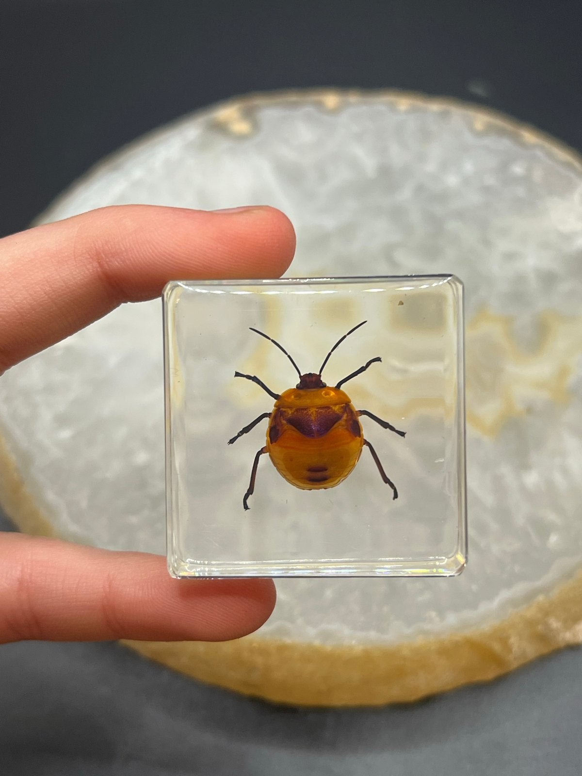 Insectenblok in Hars – Kleurrijke Wants – Ca. 4 x 4 cm, Overige soorten