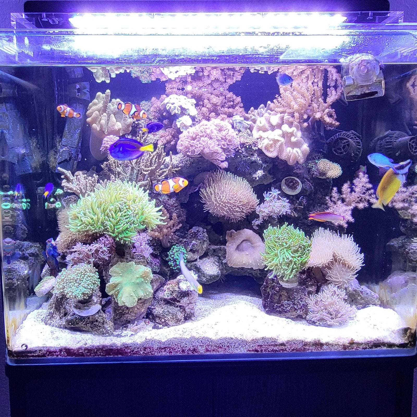 blue marine 120, Ophalen, Gebruikt, Leeg aquarium, Blue Marine