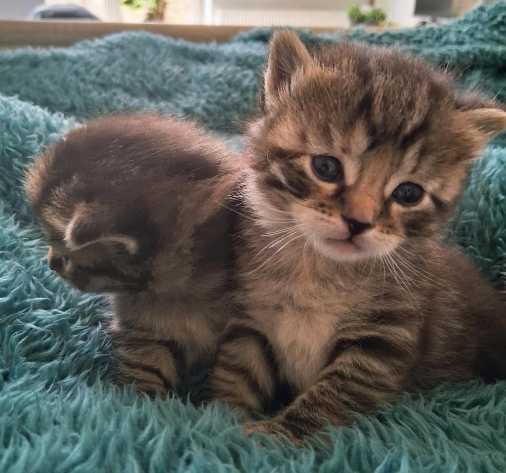 Britse korthaar kittens te reserveren nog 2 poesjes, Dieren en Toebehoren, Meerdere dieren, Ontwormd, 0 tot 2 jaar