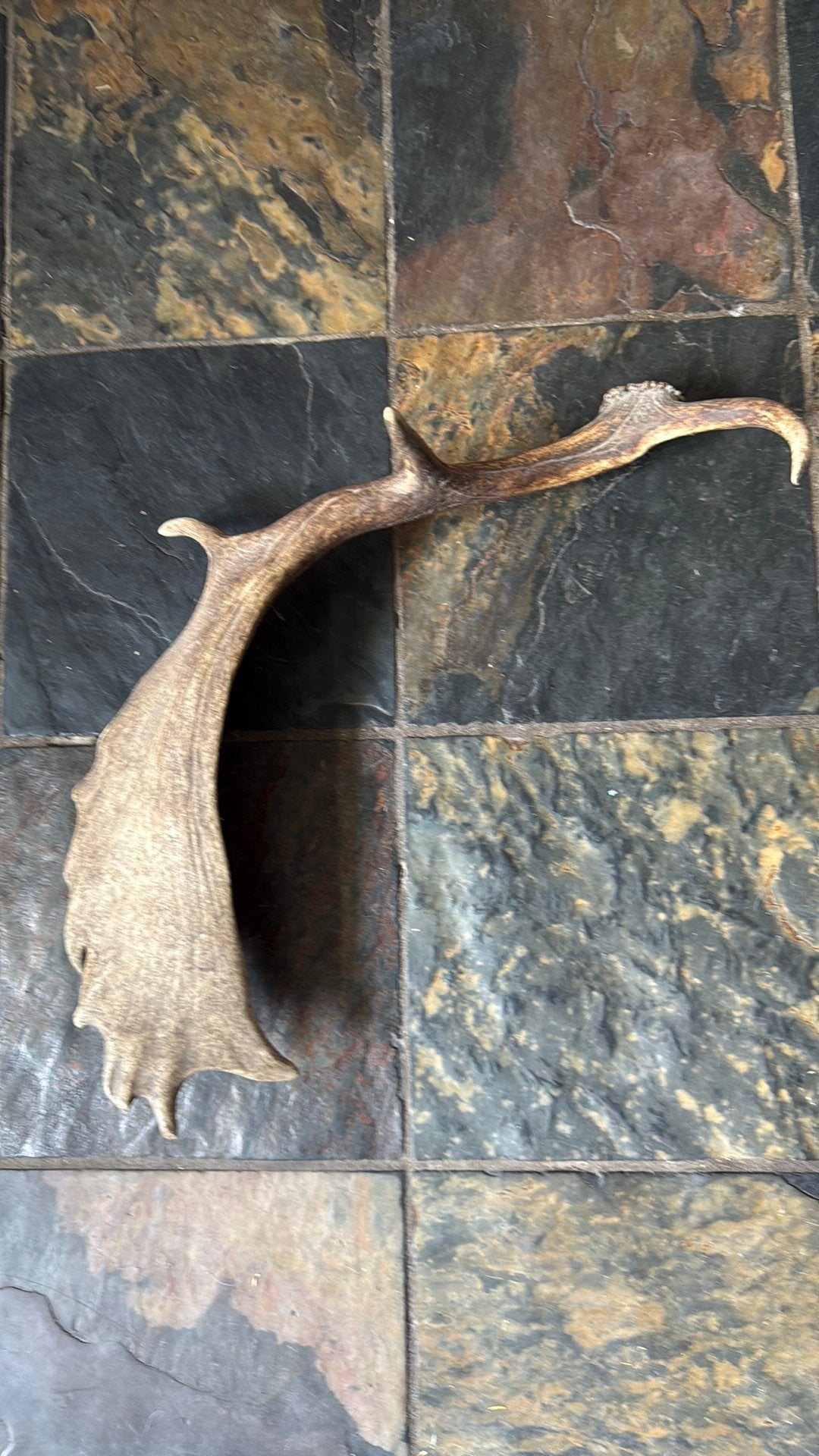 Geweistang damhert, Verzamelen, Dierenverzamelingen, Ophalen of Verzenden, Gebruikt