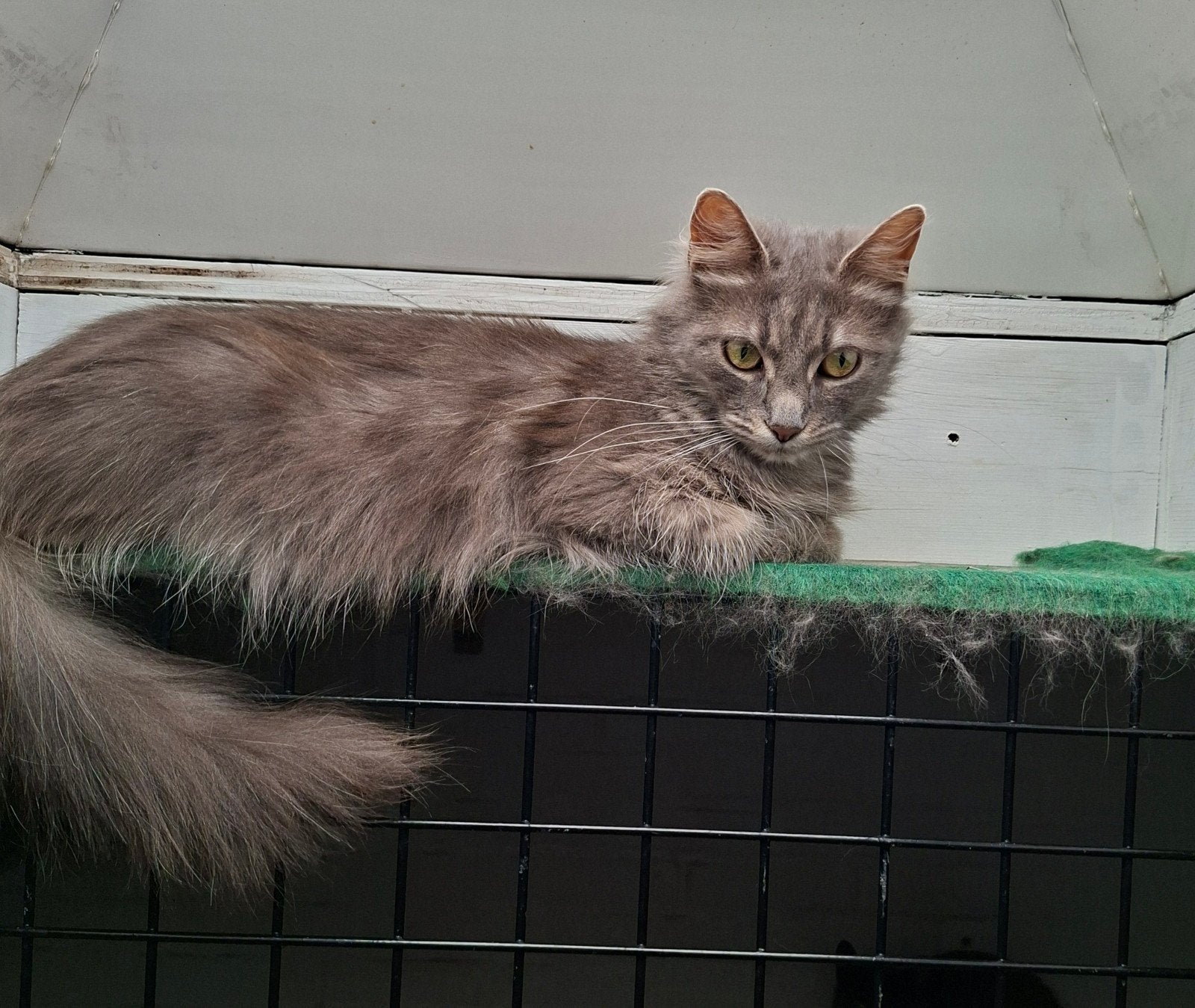 Maine coon poesje 1 jaar, Poes