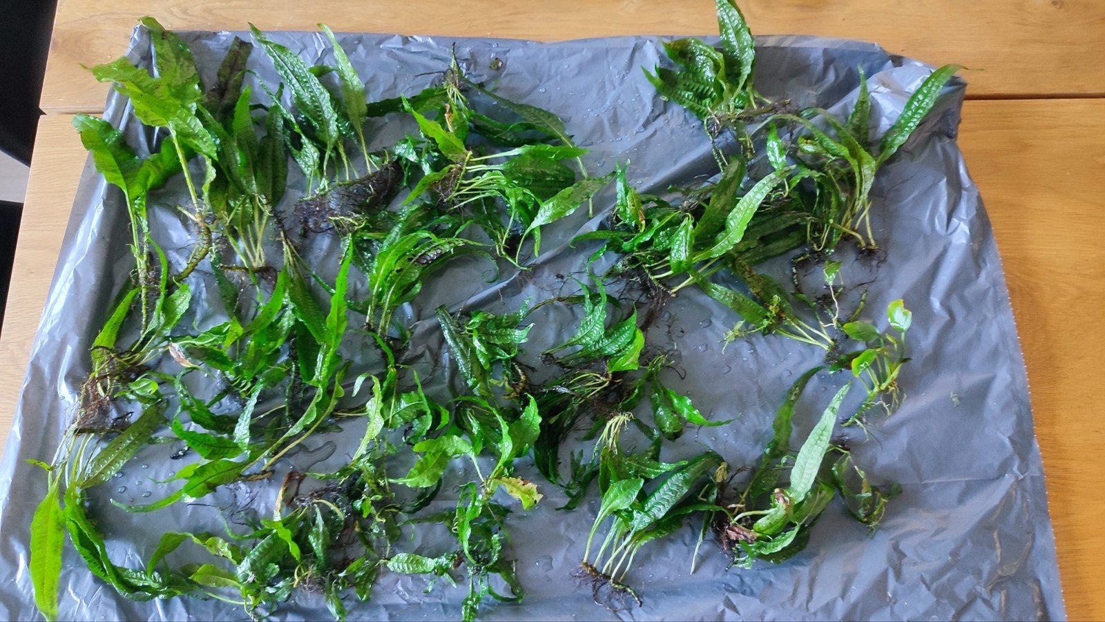 Javavaren- Aquariumplant, Ophalen of Verzenden, Plant(en), Steen of Hout