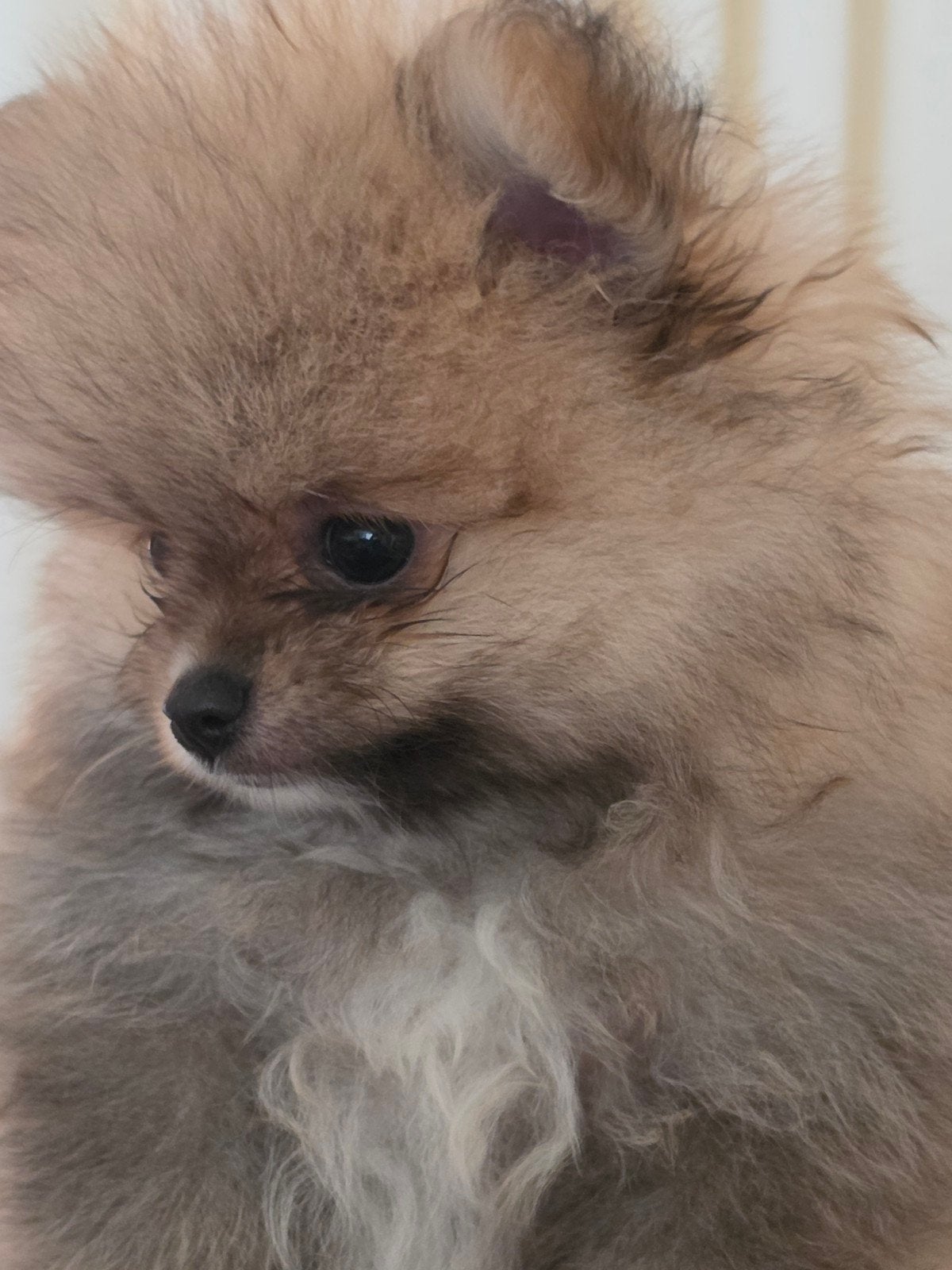 Pomeriaan pups Nederlandse, Keeshond, Meerdere, Meerdere dieren, Nederland