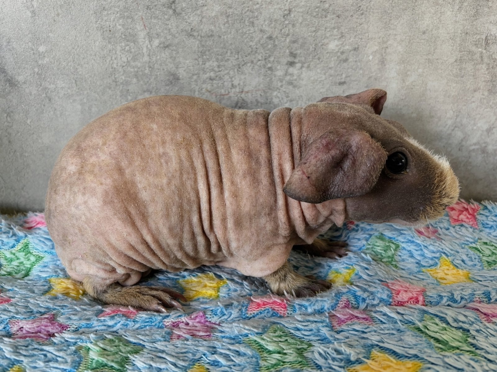 Cavia: Skinny/Weerwolfje (Beertje), Dieren en Toebehoren, Cavia, Augustus, Mannelijk, Tam