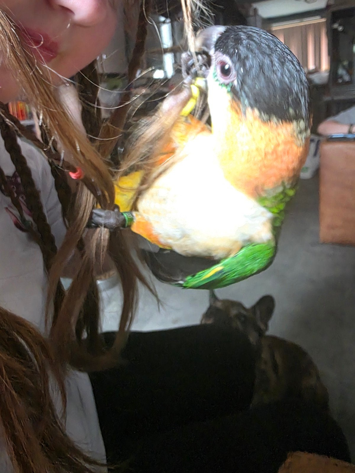 zwartkop caique, Geslacht onbekend, Papegaai, Geringd