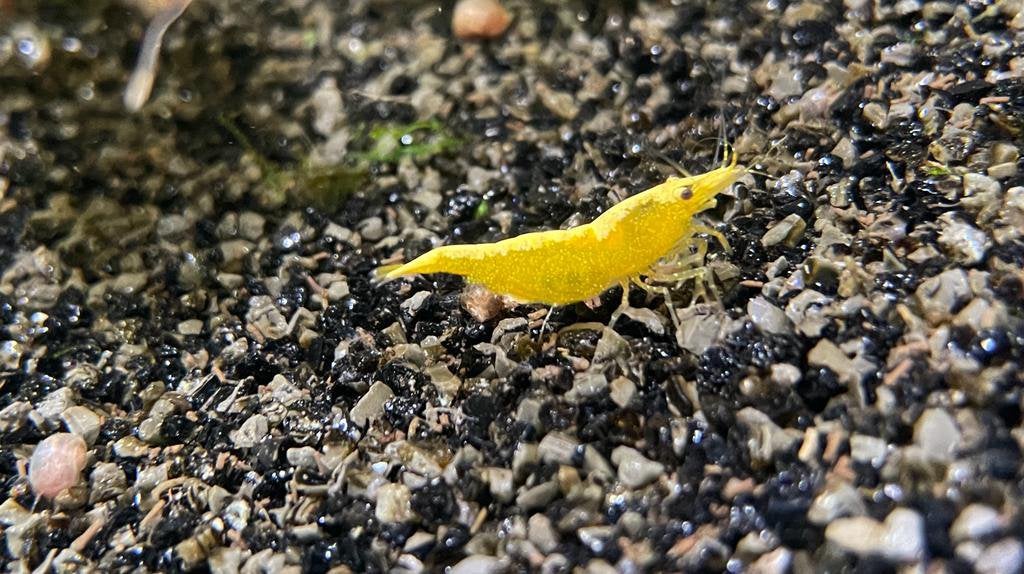 Jonge gele neocaridina garnalen, Dieren en Toebehoren, Kreeft, Krab of Garnaal