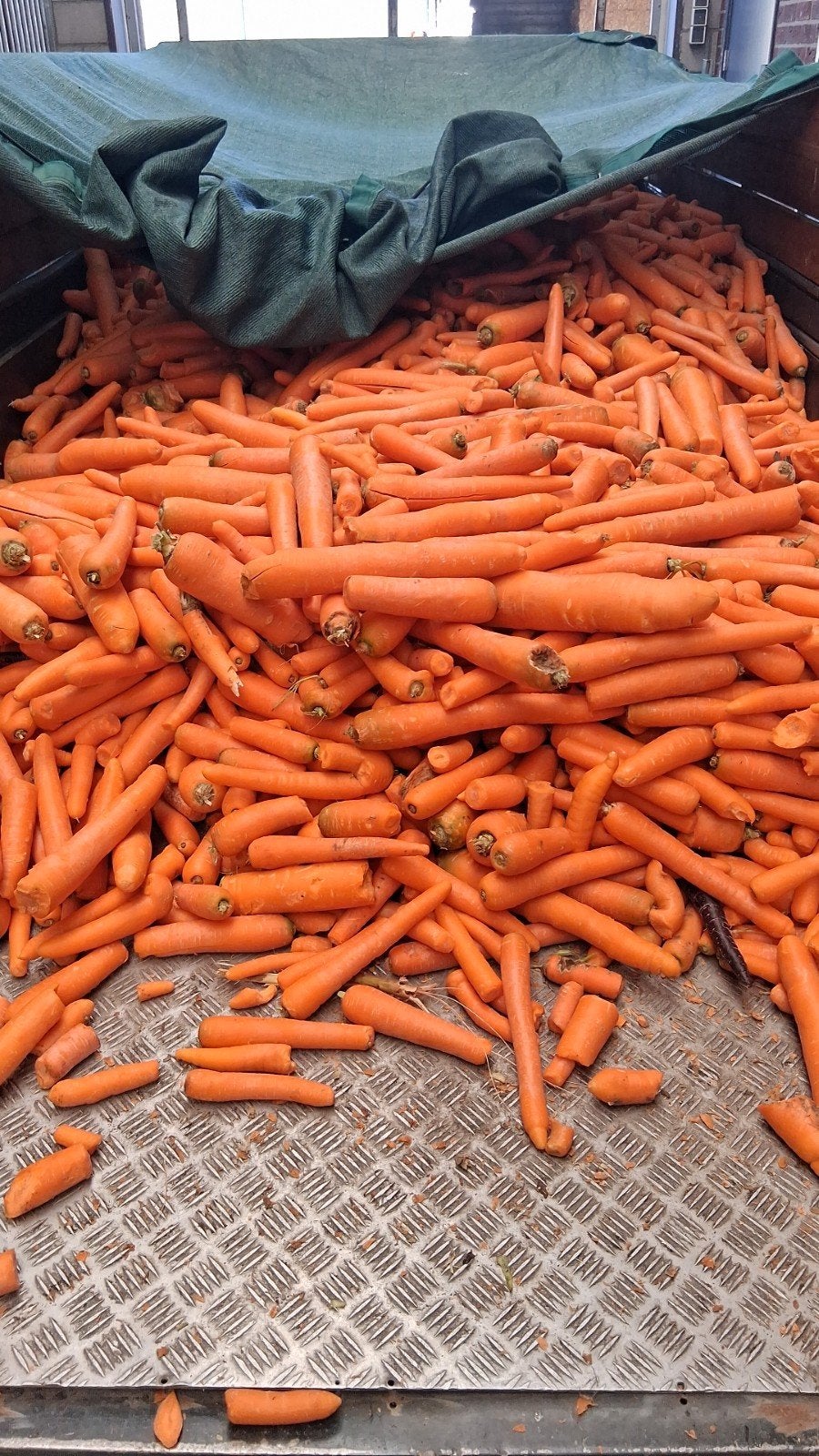 wortels winterwortels Gewassen wortels peen, Ophalen, Vee
