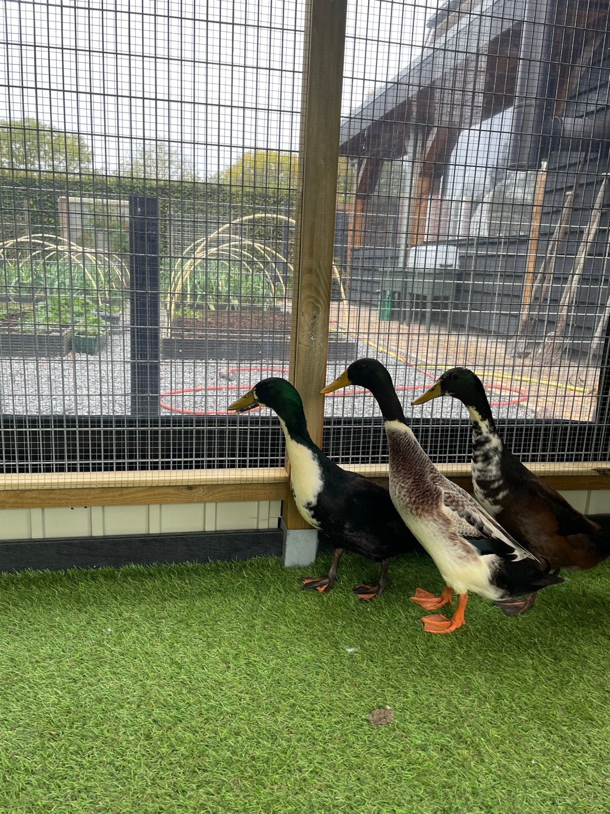 Loopeenden, Dieren en Toebehoren, Pluimvee, Mannelijk, Eend