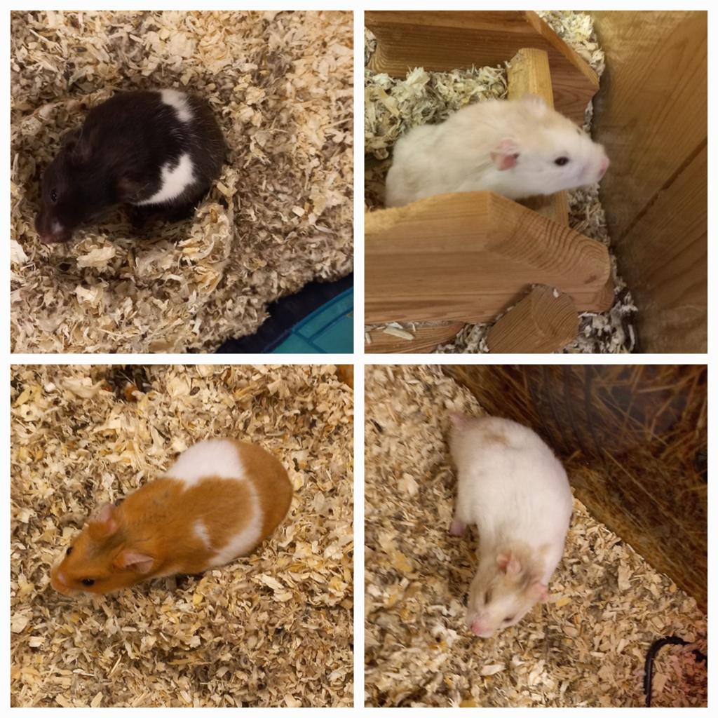 Jonge (syrische) Goudhamsters mannen, Hamster, April, Mannelijk, Tam