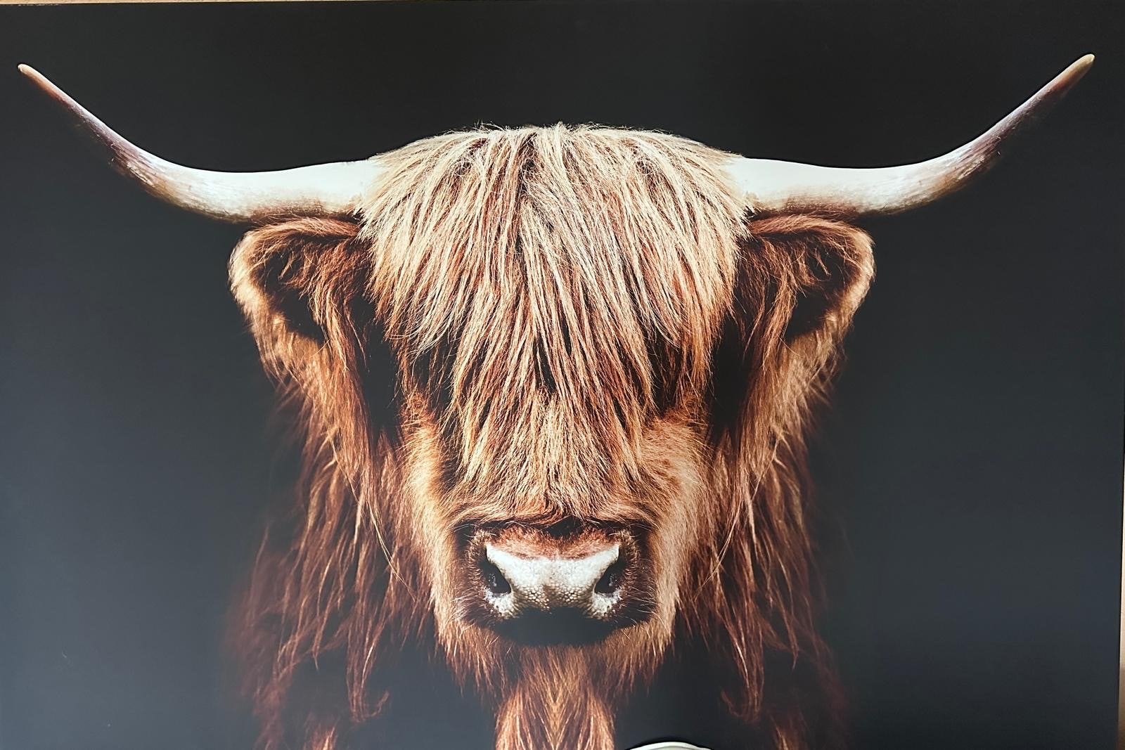 Schotse Hooglander Canvas - 150cm x 75cm, Ophalen, 50 – 75, 100 tot 125 cm, Print