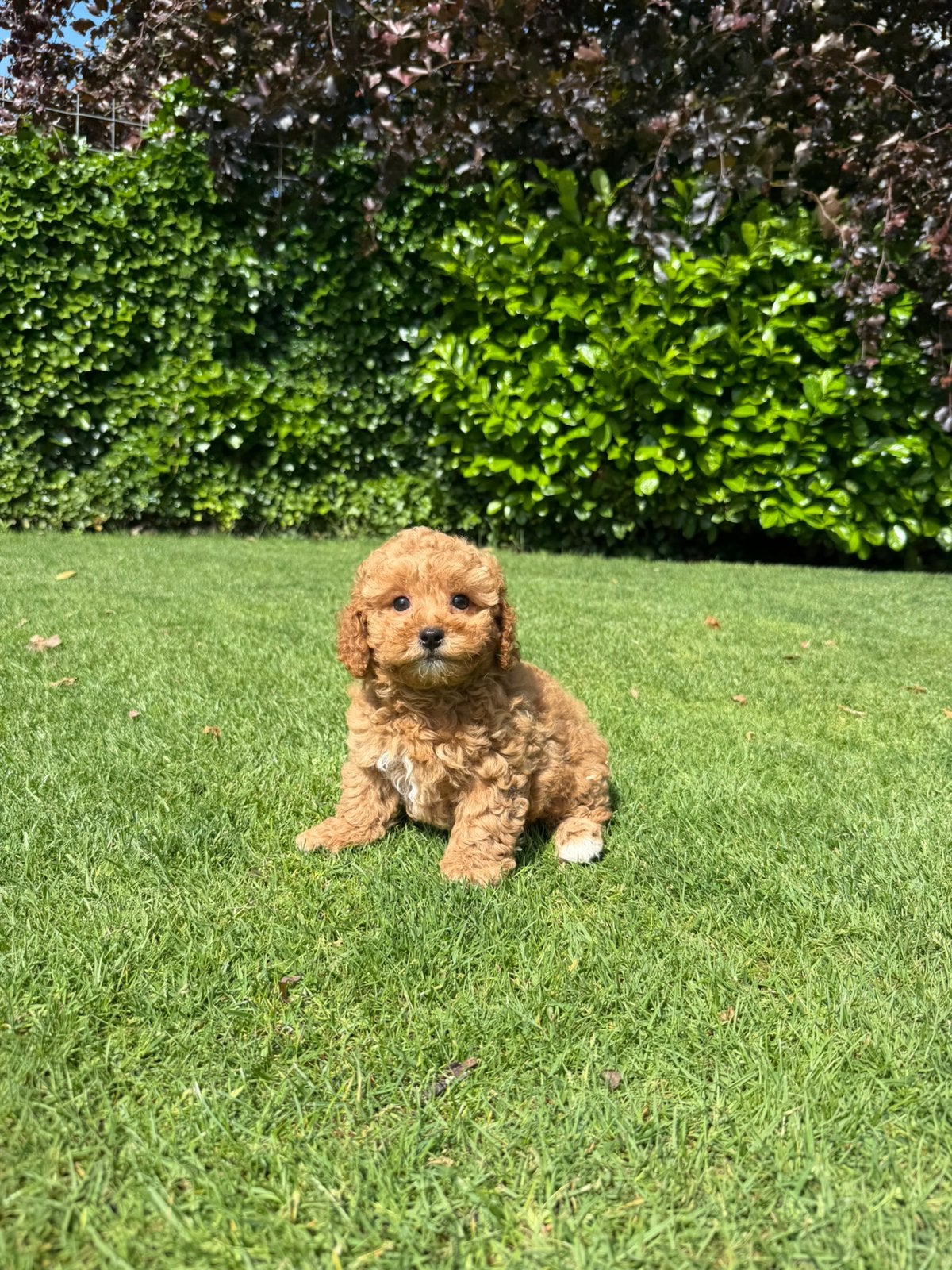 Maltipoo (Maltezer x Poedel) pups, Poedel, Parvo, Nederland, 8 tot 15 weken