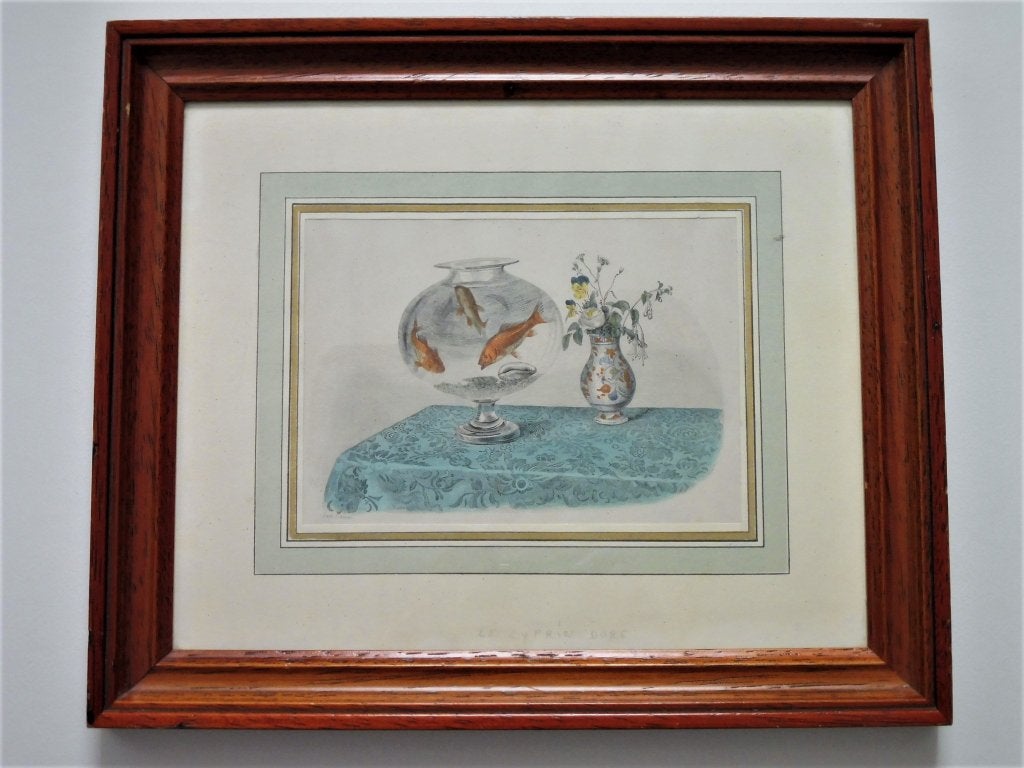 Gravure vis viskom met De Gouden Cyprin Goudvis 1839, 28 cm, 1800 - 1899, Met tekst, Ophalen of Verzenden