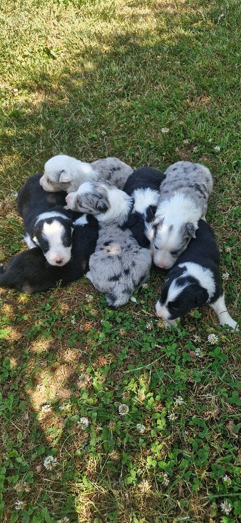 Prachtige bordercollie pups, Dieren en Toebehoren, België, Particulier, 8 tot 15 weken, CDV (hondenziekte)
