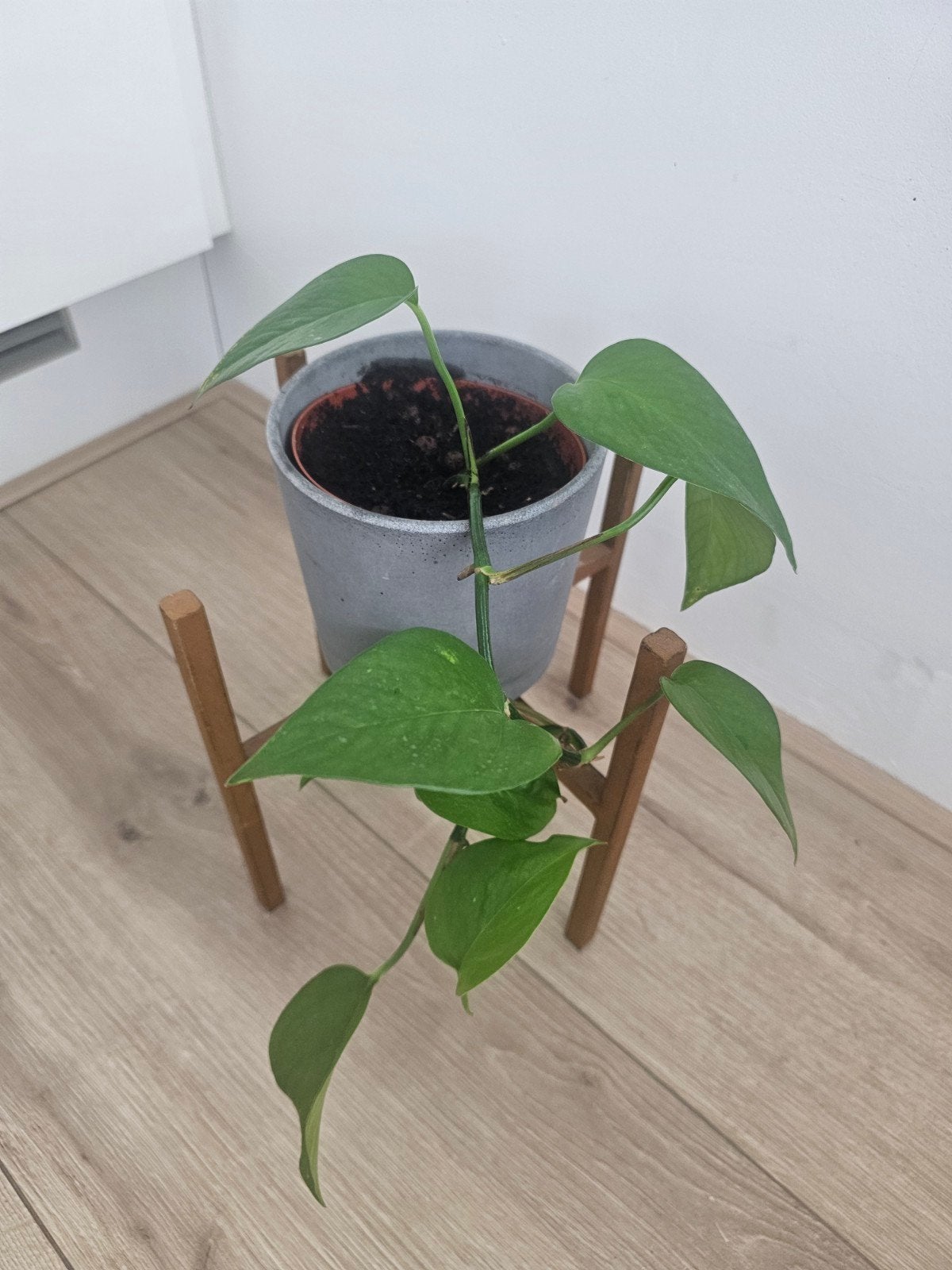 Mooie Philodendron Scandes met extra mooie pot, Ophalen, Minder dan 100 cm