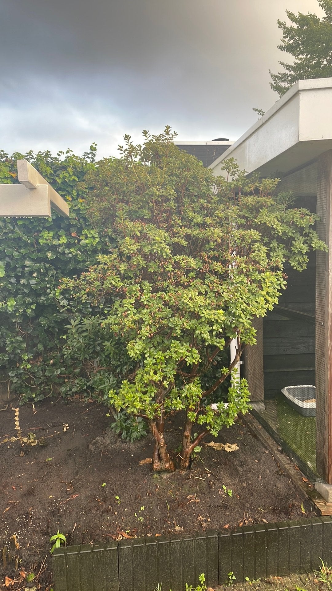 Gratis struik zelf uitgraven, Overige soorten, Lente, 250 tot 400 cm, Ophalen