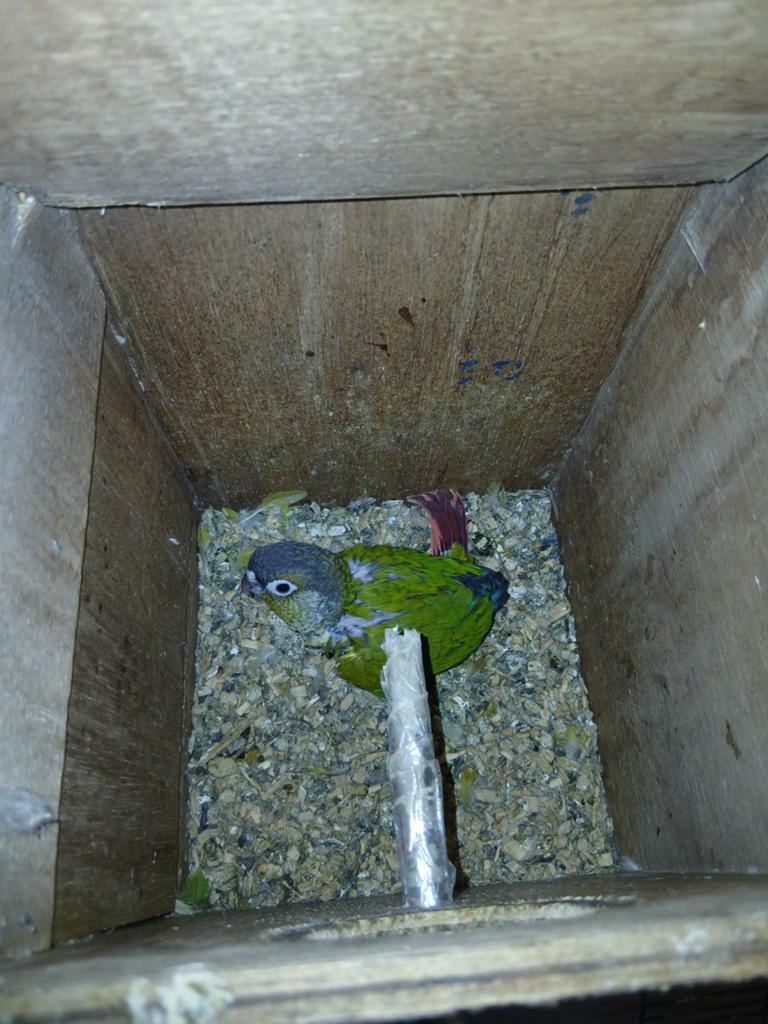 Baby pyrrhura TE KOOP, Dieren en Toebehoren, Vogels | Parkieten en Papegaaien, Geslacht onbekend, Parkiet, Tam