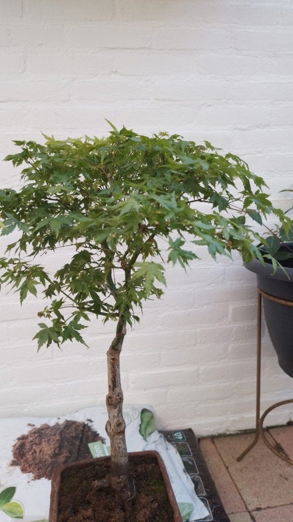 Bonsai Acer Palmatum in vierkante pot van aardewerk, Tuin en Terras, Planten | Bomen, Bloeit niet, Halfschaduw, Overige soorten