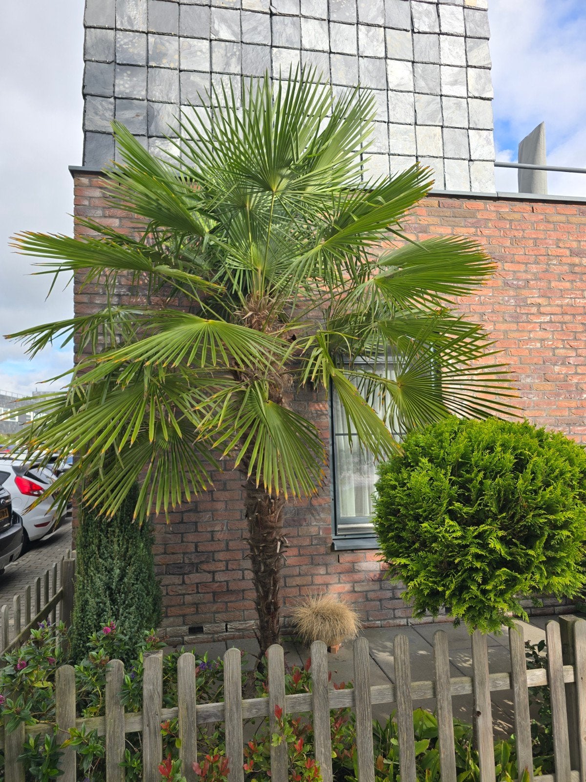 Grote palmboom, 250 tot 400 cm, Zomer, Palmboom, Ophalen